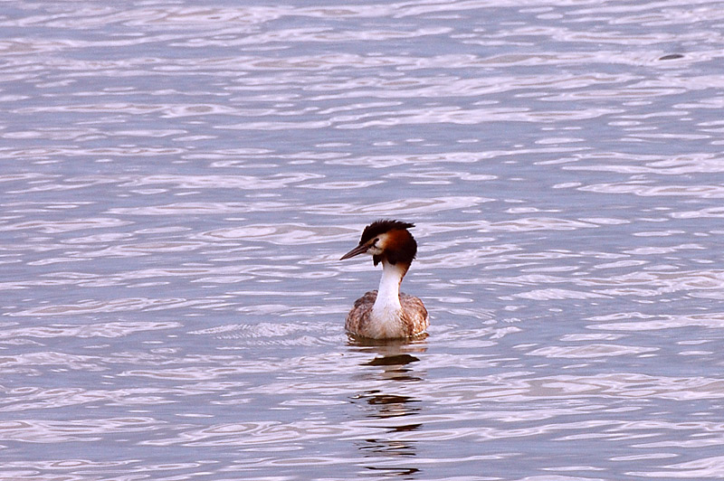 Svasso maggiore (Podiceps cristatus)