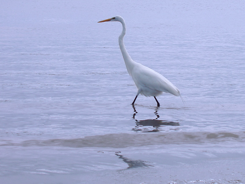 Great Egret (Ardea alba)