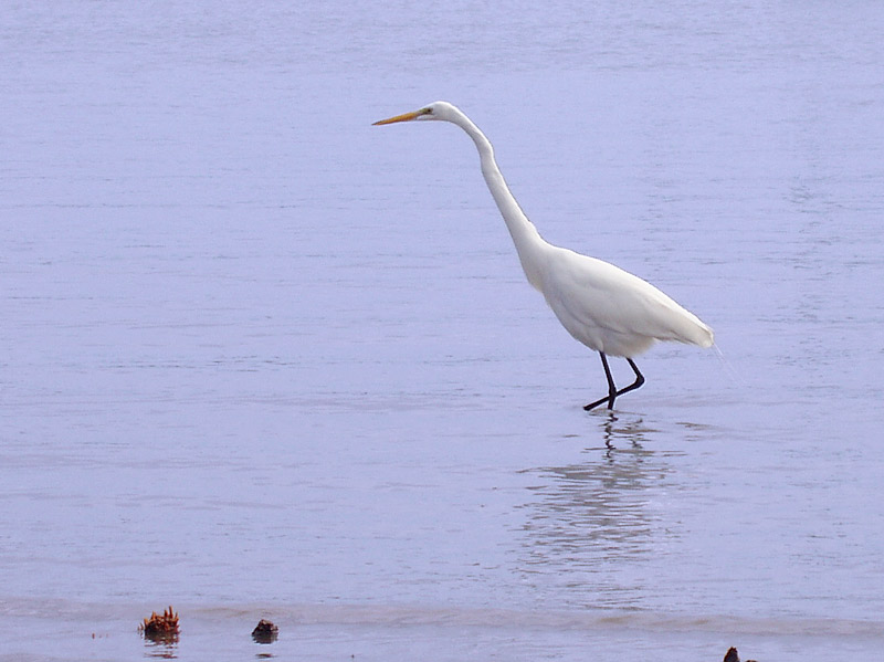 Great Egret (Ardea alba)