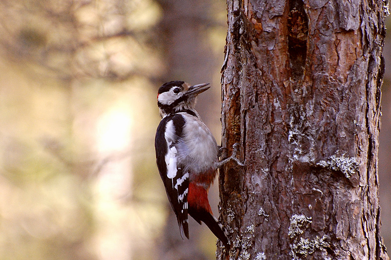 Great Spotted Woodpecker (Dendrocopos major)