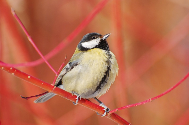 Great Tit (Parus major)