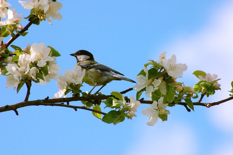 Great Tit (Parus major)