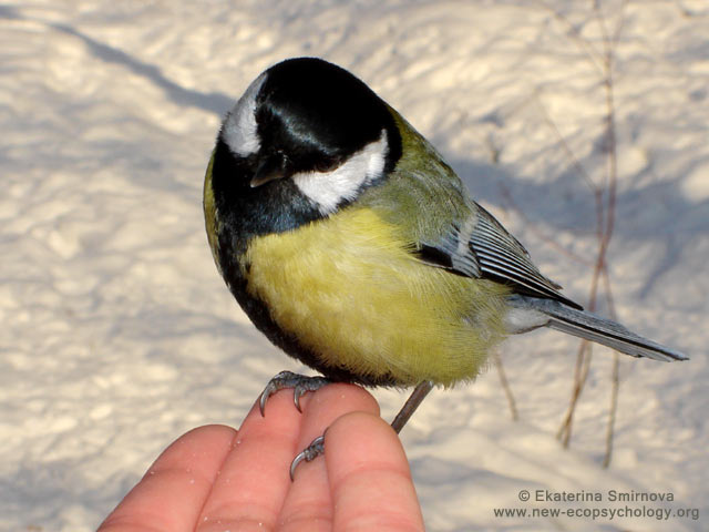 Great Tit (Parus major)