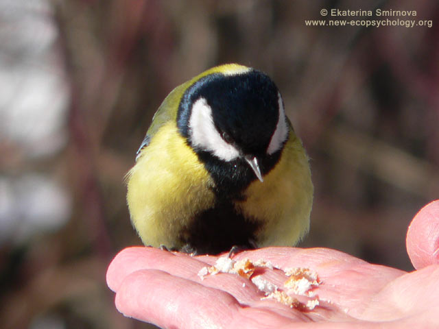 Great Tit (Parus major)