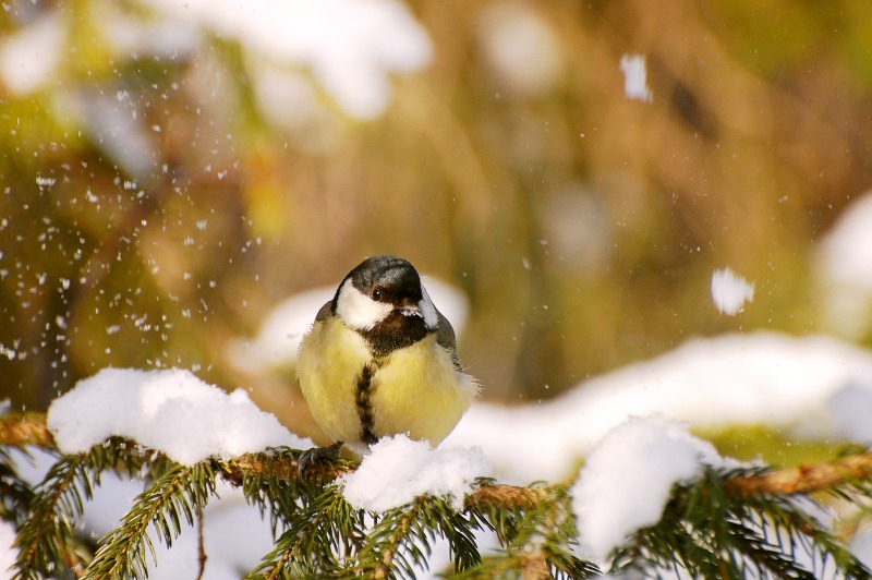 Great Tit (Parus major)
