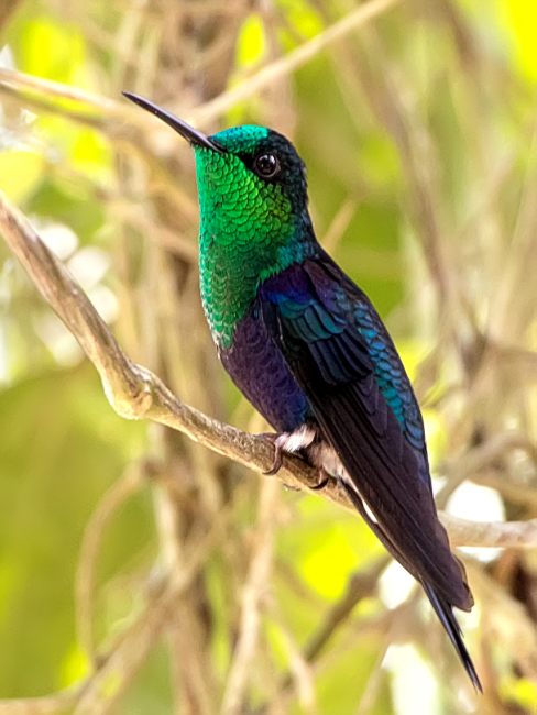 Driade del Messico (Thalurania colombica fannyi)