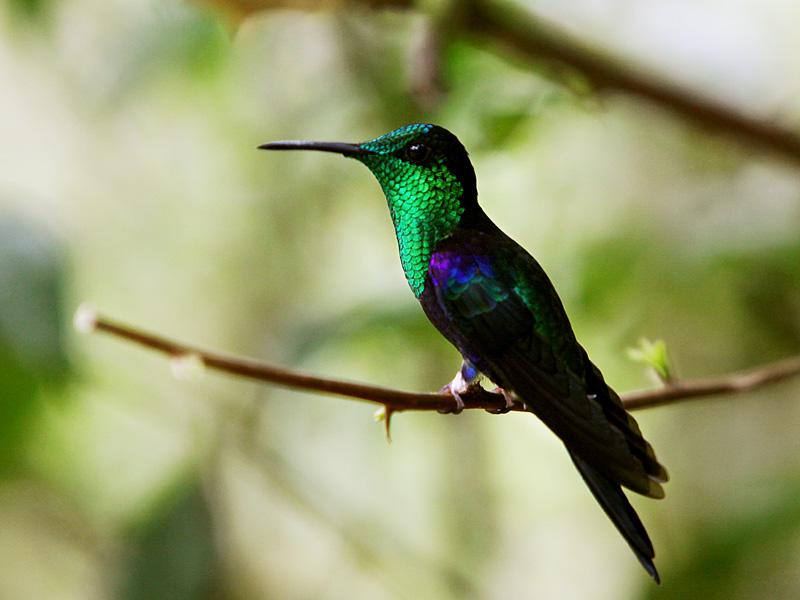 Green-crowned Woodnymph (Thalurania fannyi)