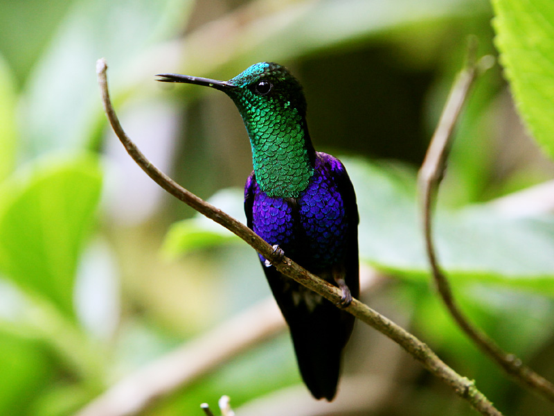 Green-crowned Woodnymph (Thalurania fannyi)