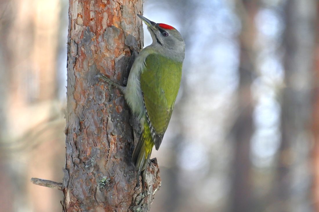 Grünspecht (Picus viridis)
