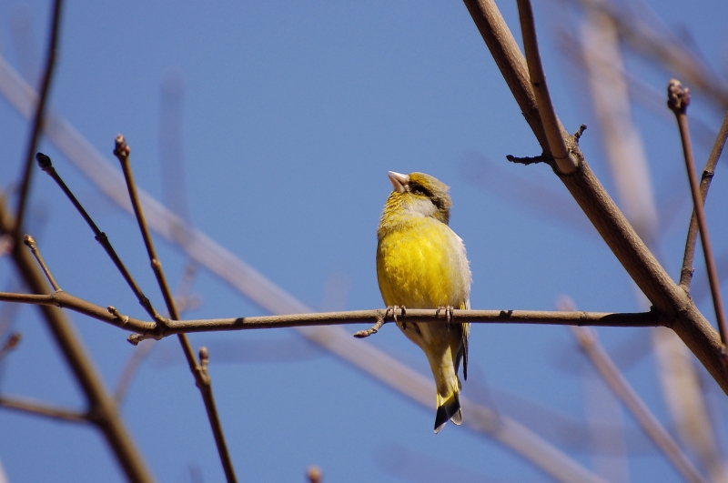 Verdone comune (Carduelis chloris)