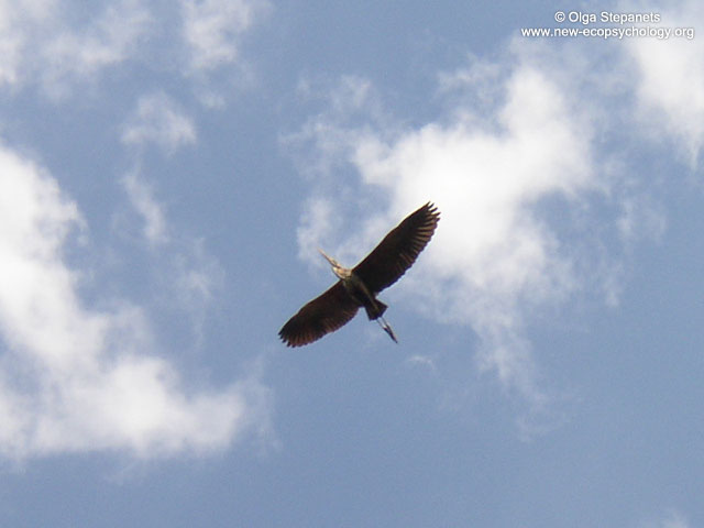 Grey Heron (Ardea cinerea)