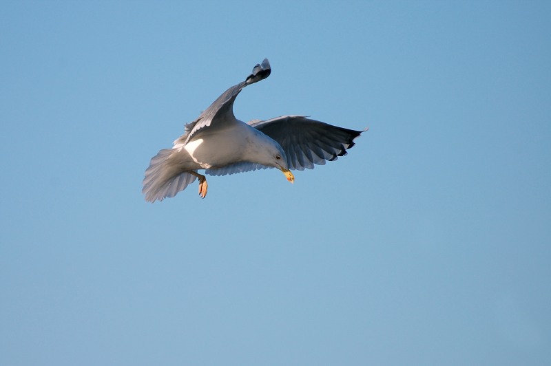 Herring Gull (Larus argentatus)