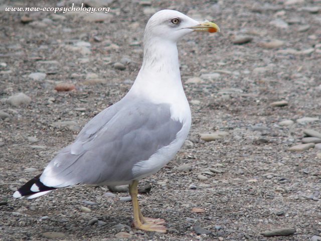 Herring Gull (Larus argentatus)