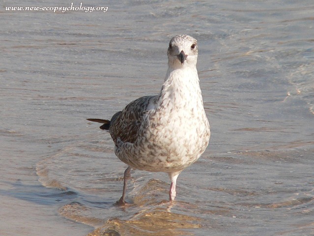 Herring Gull (Larus argentatus)