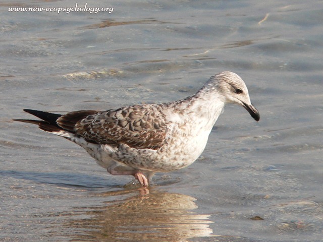 Herring Gull (Larus argentatus)