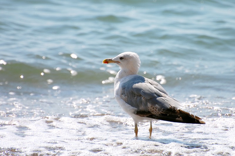 Herring Gull (Larus argentatus)
