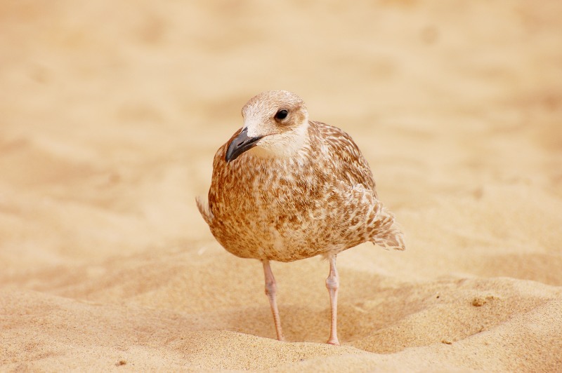 Gabbiano reale nordico (Larus argentatus)