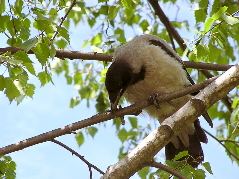 Hooded Crow (Corvus cornix)
