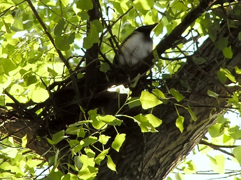 Hooded Crow (Corvus cornix)