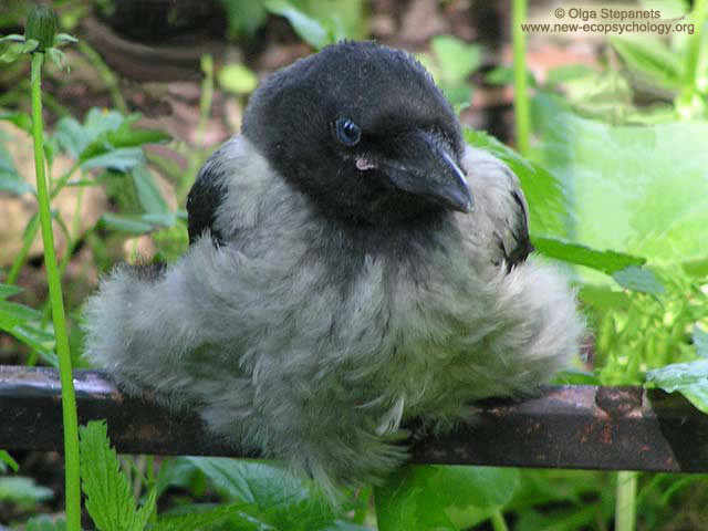 Hooded Crow (Corvus cornix)