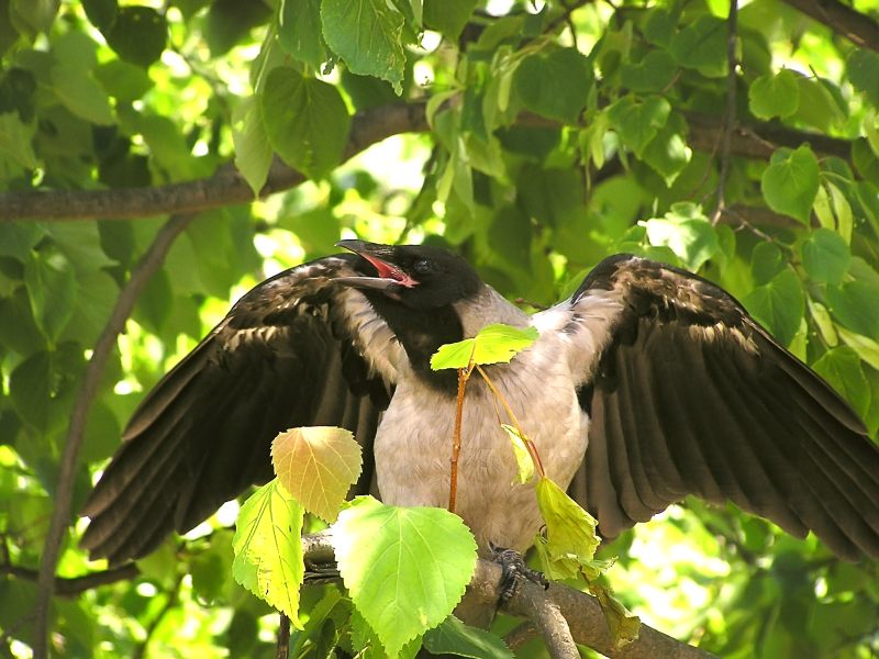 Hooded Crow (Corvus cornix)