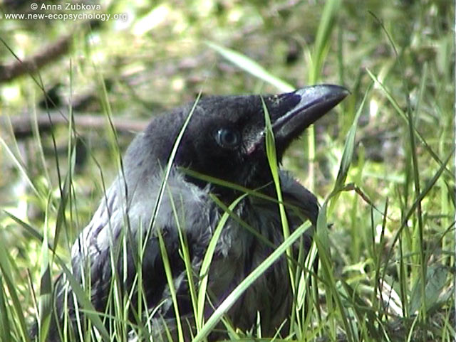 Hooded Crow (Corvus cornix)