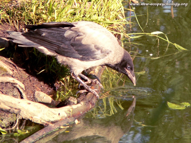 Nebelkrähe (Corvus cornix)