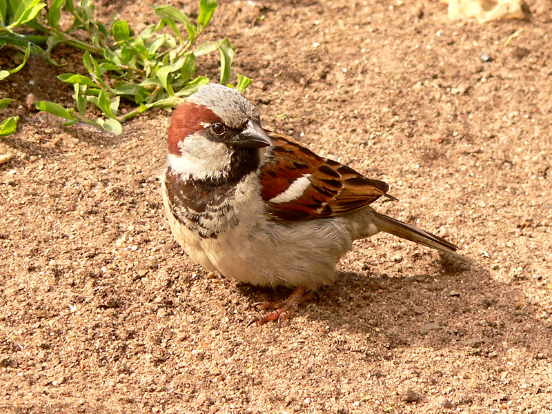 House Sparrow (Passer domesticus)