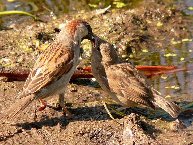 House Sparrow (Passer domesticus)