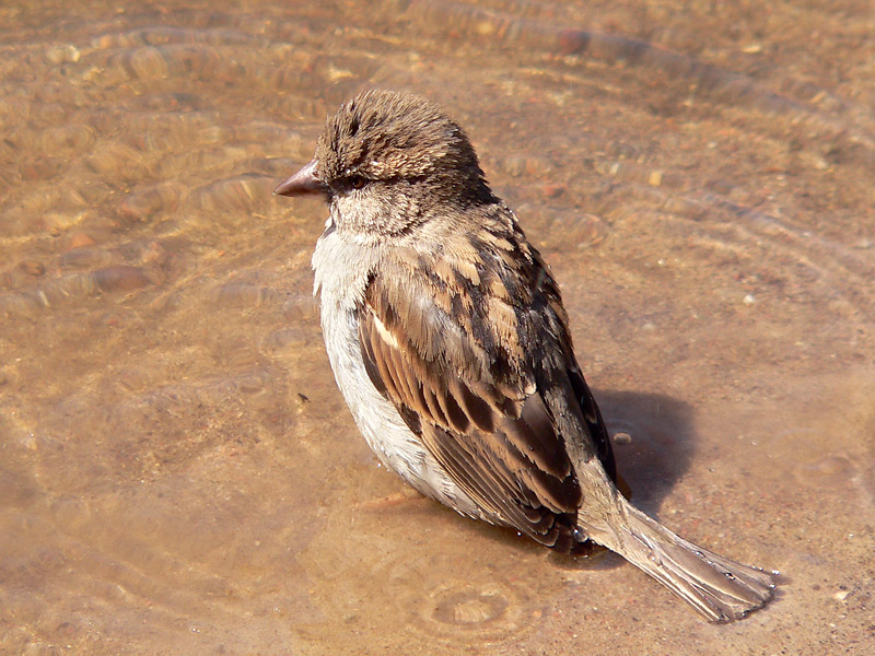 House Sparrow (Passer domesticus)