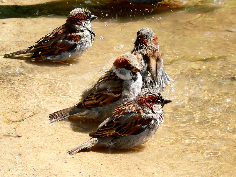 House Sparrow (Passer domesticus)