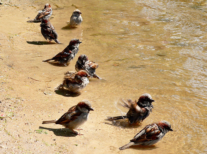 House Sparrow (Passer domesticus)