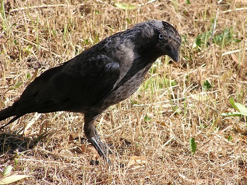 Jackdaw (Corvus monedula)