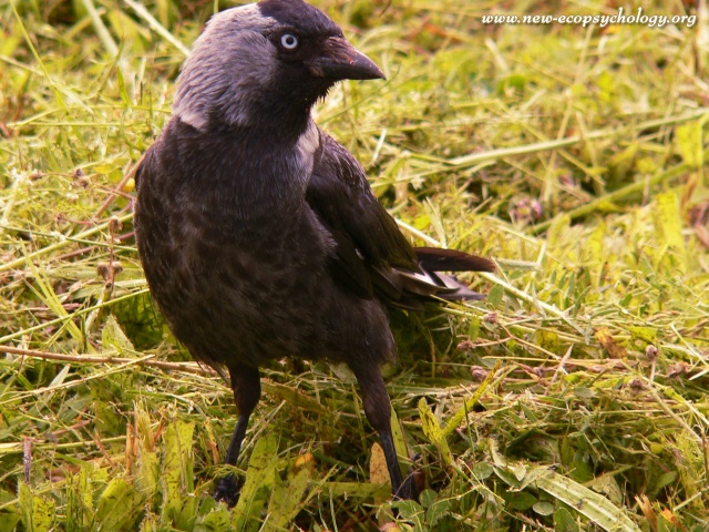 Taccola (Corvus monedula)