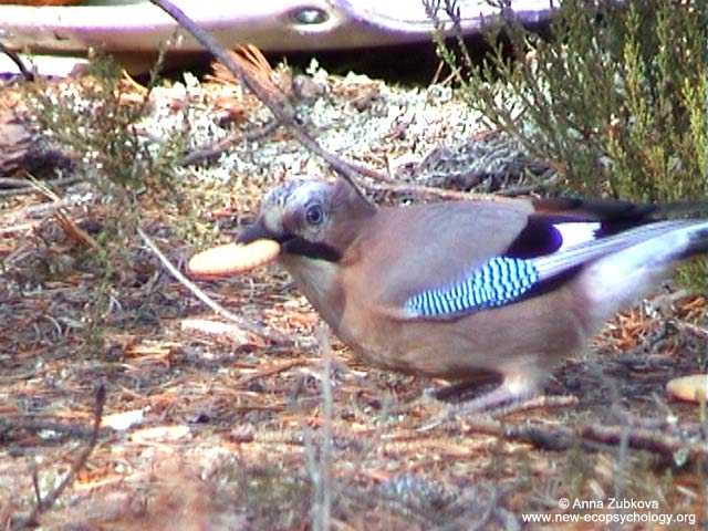 Eurasian Jay (Garrulus glandarius)