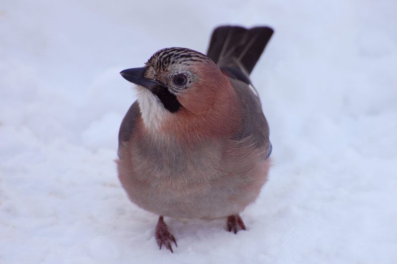 Ghiandaia (Garrulus glandarius)