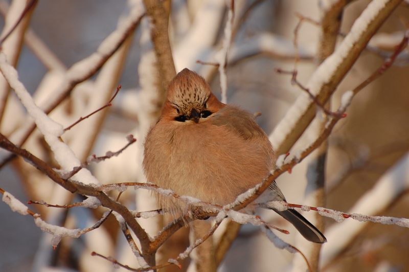 Eurasian Jay (Garrulus glandarius)