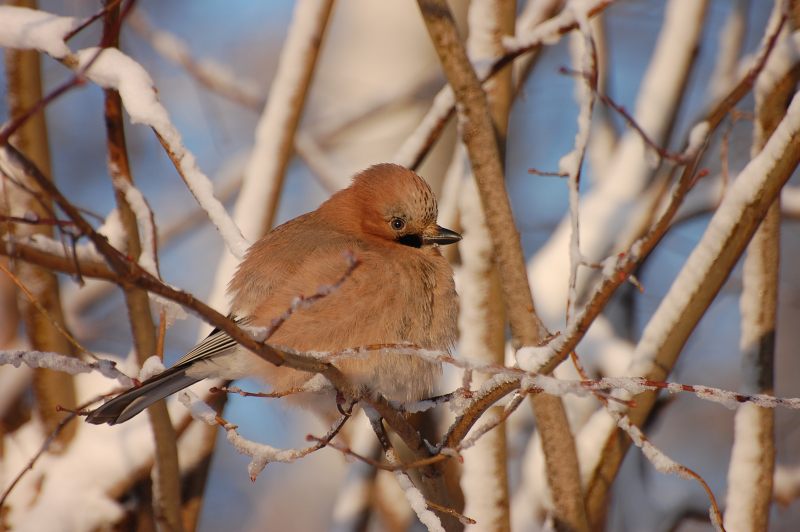 Eurasian Jay (Garrulus glandarius)