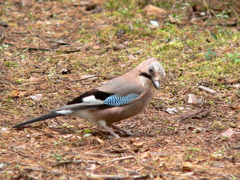 Eurasian Jay (Garrulus glandarius)
