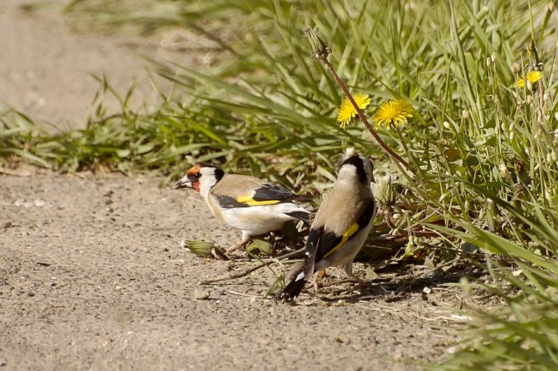 European Goldfinch (Carduelis carduelis)