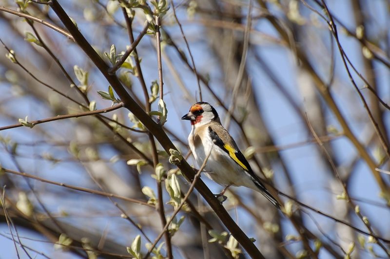 European Goldfinch (Carduelis carduelis)
