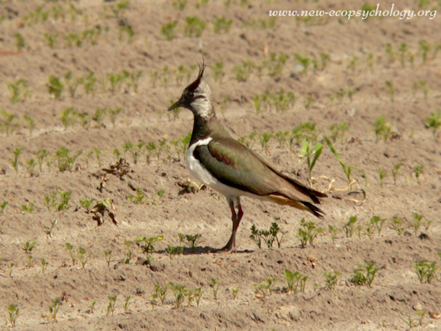 Northern Lapwing, Peewit (Vanellus vanellus)
