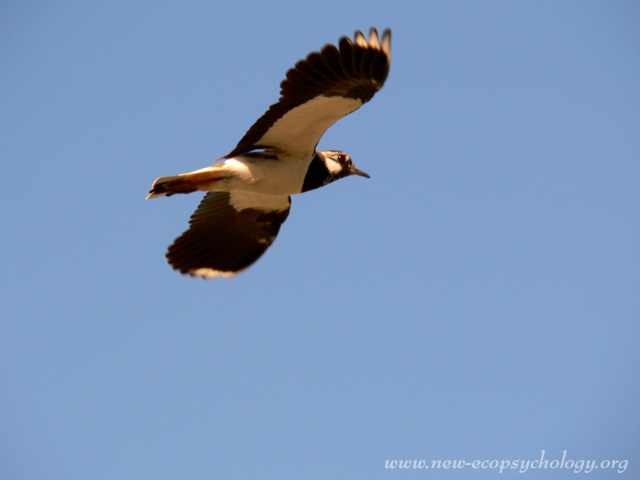 Northern Lapwing, Peewit (Vanellus vanellus)