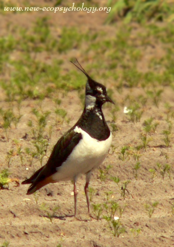 Northern Lapwing, Peewit (Vanellus vanellus)