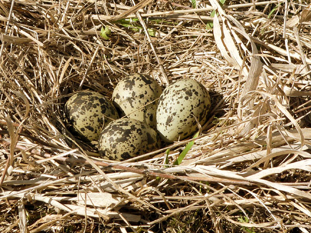 Northern Lapwing, Peewit (Vanellus vanellus)