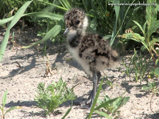 Northern Lapwing, Peewit (Vanellus vanellus)