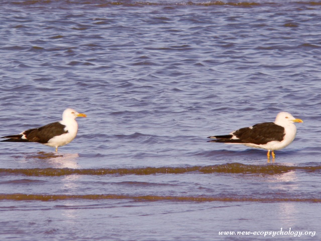 Zafferano (Larus fuscus)