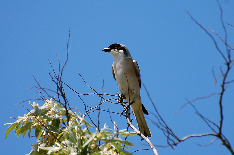 Lesser Grey Shrike (Lanius minor)