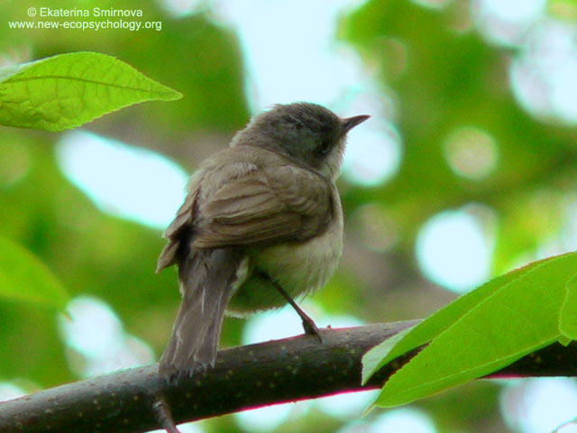 Lesser Whitethroat (Sylvia curruca)
