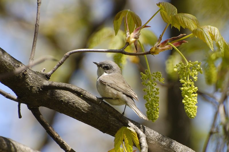 Lesser Whitethroat (Sylvia curruca)